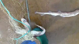 VIDEO 3/3 RETREVEING THE TRAMMEL NET AND REMOVE THE CATCH. PLAICE, FLOUNDER, THORN BACK RAY!!