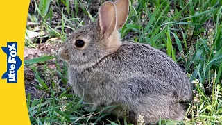 Animals in Winter | Rabbits, Penguins, and More | Stories for Kindergarten