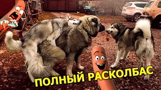 ПОЛНЫЙ РАСКОЛБАС 18+ / Sausage party 18+