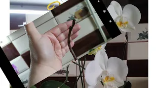 Як продовжити цвітіння орхідеї фаленопсис/ phalaenopsis/блогер України