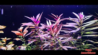 Fotosentez Coşkusu - HiTech Bitkili Akvaryum ( planted aquarium photosynthesis )