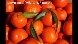 Малоизвесные, но очень полезные цитрусовые