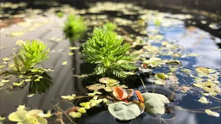 Growing Aquarium Plants for Profit + Q/A