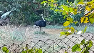 Assam Zoo l Assam ka siriya khana safarnama......