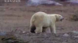 Polar Bear Conservation | BBC Studios