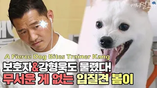 A Fierce Dog Bites Trainer Kang [Dogs Are Incredible]