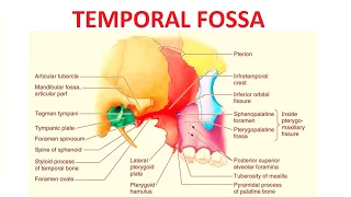 Temporal Fossa