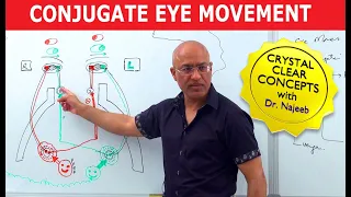 Saccades | Conjugate Eye Movement