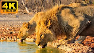 4K African Wildlife: Masai Mara National Park - Real Sounds of Africa - 4K Video Ultra HD