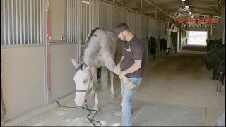 Learn How to Stretch Your Horses: Equine Shoulder Flexion
