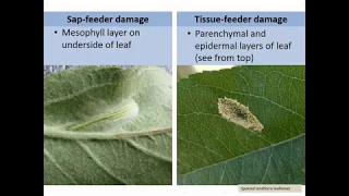 Apple IPM Workshop: Part 6 Indirect Insect Pests