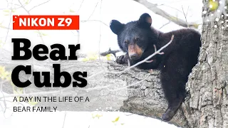 Alaskan Black Bear Cubs with the Nikon Z9 and the 200-500 lens..