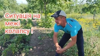 😢 Рятую урожай як можу ! В людей вимиває в мене засихає ! Монтаж капельної системи своїми руками 👍❗