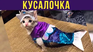 Приколы с котами. КУСАЛОЧКА | Мемозг #257