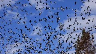 Starling Murmuration 4K