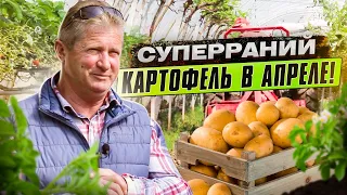 Первый ЭКСПЕРИМЕНТ МИХАИЛА ПАВЛИВСКОГО – СУПЕРРАННИЙ картофель в теплице. (2019 год)