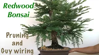 Bonsai - Redwood  tree/ Seqouia Sempervirens Pruning and guy wiring June 18 2019