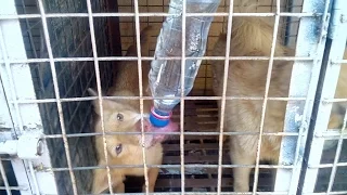 DIY Dog Water Dispenser Made of Recycled Plastic Bottle