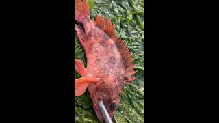 Wow! Catching seafood 🐟🦐🦀 (catch crab, crab fish) - Tiktok #112 #catching #seafood #catchcrab