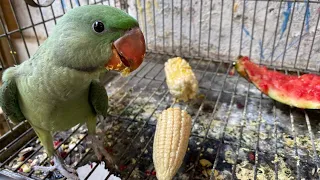 How to feed the baby parrot himself? | Urdu / Hindi | PBI Official