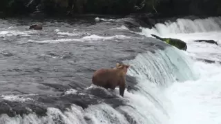 Bear cubs going over the falls