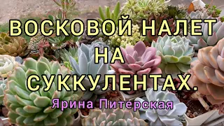 Восковой налет на суккулентах.