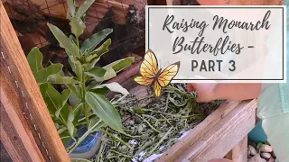 Cleaning Up the Poop | Raising Monarchs Part 3