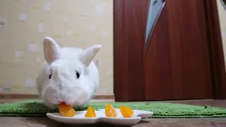 Кролик Моти ест мандарин 🍊