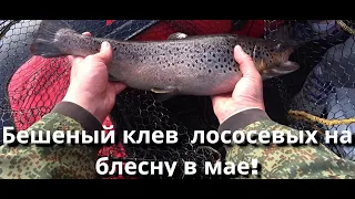 Бешеный клев  лососевых в мае! Кумжа на Вуоксе берет на тяжелые приманки.