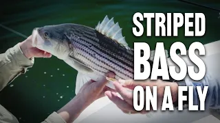 Striped Bass Fly Fishing | How To