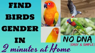 How to find Birds Gender in 2 minutes at Home || No DNA || With Sample Video