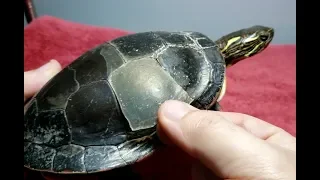 Help! Your Turtle's SHELL Is Peeling!! | What It Means!
