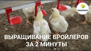 Выращивание бройлеров с 1 дня до забоя. За 2 минуты!