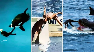 The Most Horrific Killer Whale Attacks Marathon