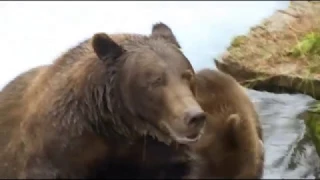 Grizzly Man - (Without Werner or interviews, only Timothy Treadwell)