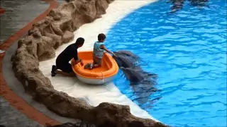 Tenerife Loro parque (Лоро парк) Шоу дельфинов