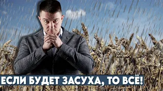 Обзор полей спустя месяц: желтые листы на пшенице, сорняки, состояние гороха, льна, ячменя