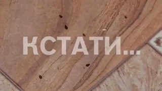 Соседи паразиты - из-за пьющих жителей дом заполонили тараканы и клопы