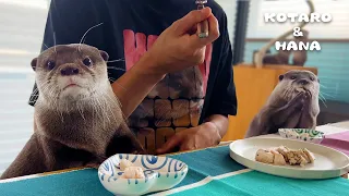 Otters Eat Sous Vide Chicken For The First Time