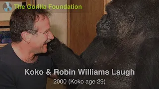 Koko and Robin Williams Laugh (2000)