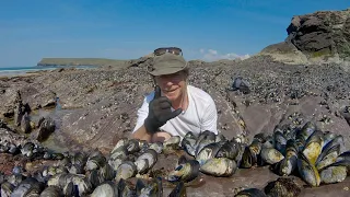 Coastal foraging, Picking & Cooking Mussels, foraging winkles, pepper dulse and sea beet