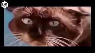 Funny cat   Funny cats videos   Funny cats compilation 2015   Best Funny Videos