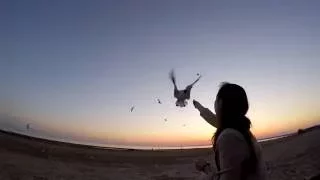 GoPro hero+ Чайка кушает с руки в полете / GoPro hero+ Seagull eats with his hands in the air