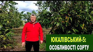 №150 Горіх Юкалівський-5. Як плодоносять запилювачі