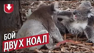 Яростный бой двух коал!