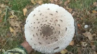 How to tell the difference between the #edible Parasol and not so edible Parasol #mushroom