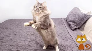 Funny Cat Dance Compilation With Music