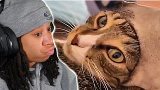 UNUSUAL MEMES COMPILATION V210.. I'm Trying To Be Like This Cat Foreal 🤷‍♀️🥴