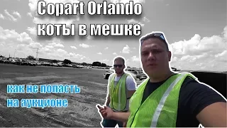 Аукцион Copart Orlando обзор котов в мешке