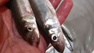 Fall Smelt Fishing New England (Part 1 of 2)